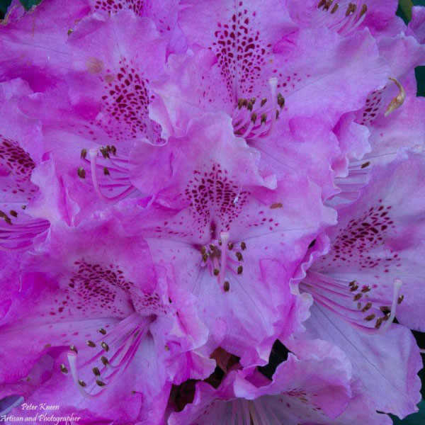 Rhododenrum - 1/160sec, f36, ISO 14400, 450mm equiv.