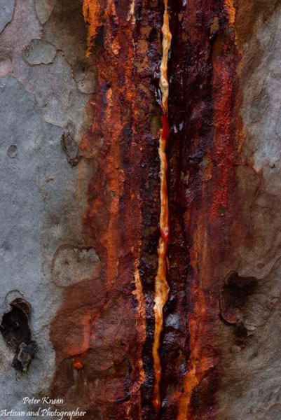 Oozing sap