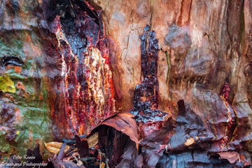 A Walk in Oatley Park after some Rain - October 2023