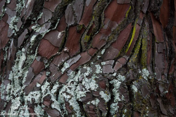 Tree Trunks and Bark Textures