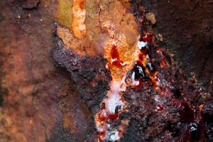 Oozing sap