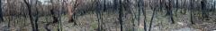 BonnieViewPan02