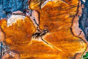 Image of sawn small tree trunk after bushfires - Morton National Park