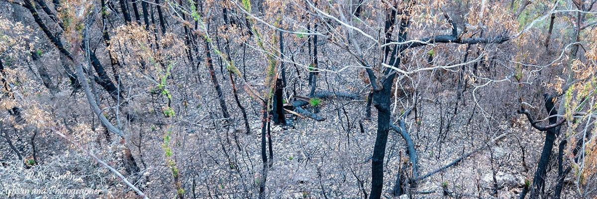 BushfiresCatA