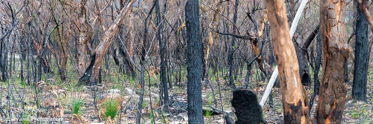 BushfiresCatC