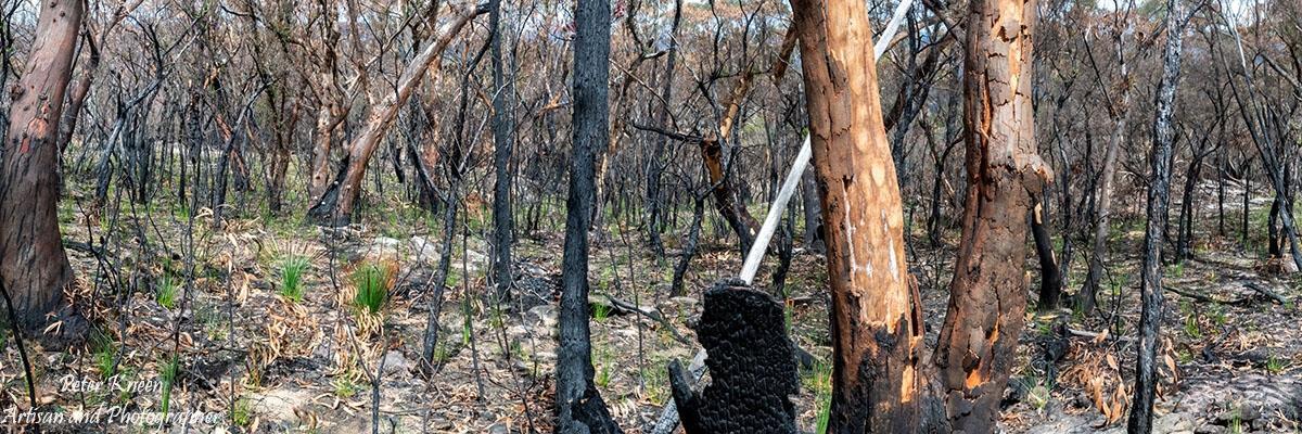BushfiresCatD