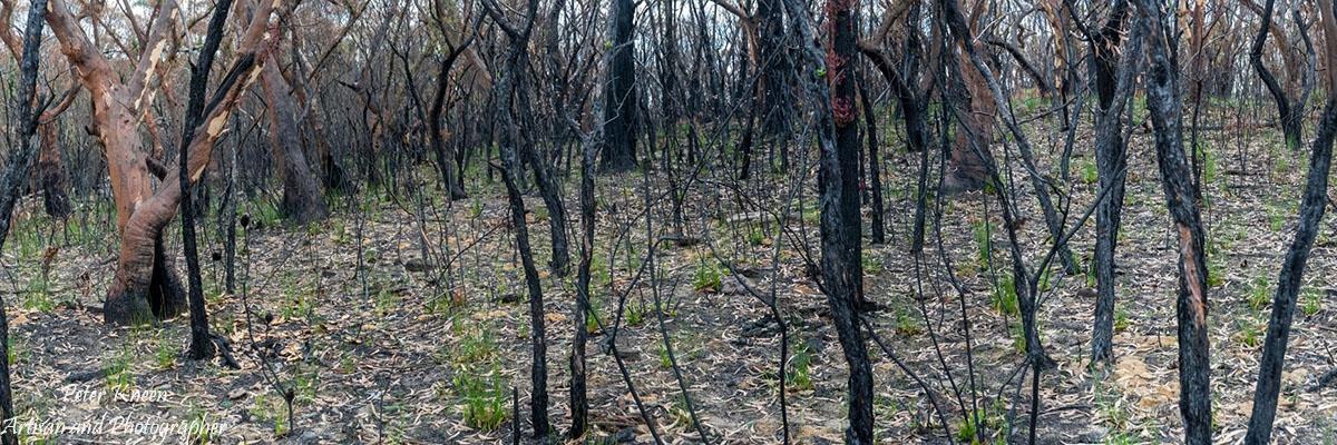 BushfiresCatE