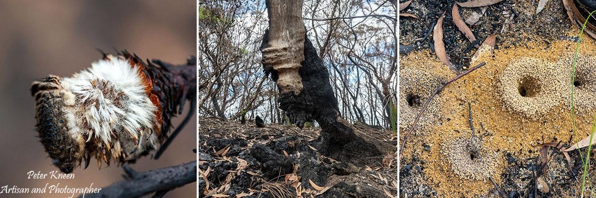 BushfiresCatI