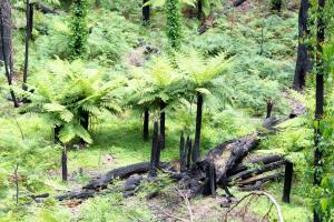Tree Ferns in the Monga following the fires