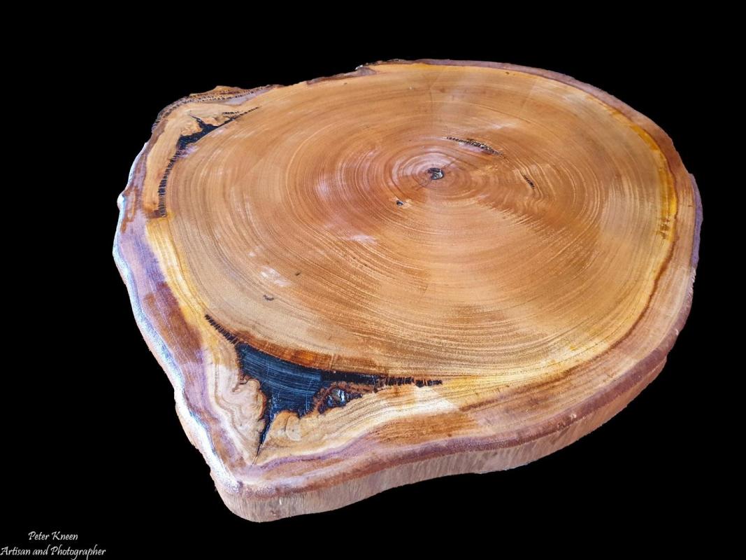 Slices from a large Grey Gum